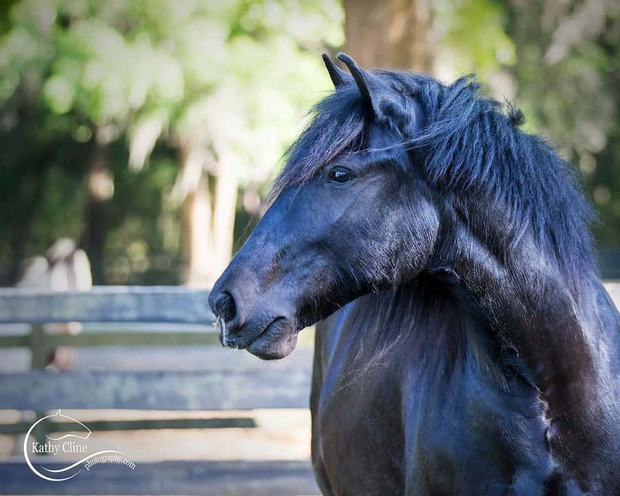 Ocala: Gypsy Gold Horse Farm Horses & History Tour - What to bring for a comfortable visit