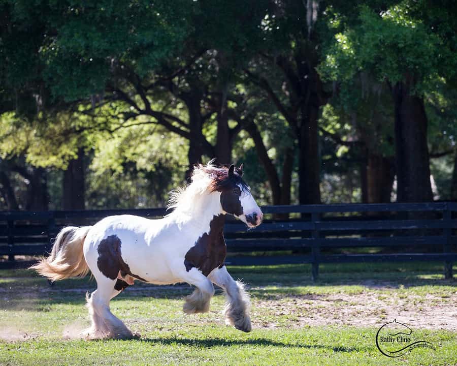Ocala: Gypsy Gold Horse Farm Horses & History Tour - The opening lecture with Dennis Thompson
