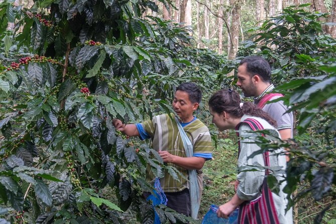 Off the Map Chiang Mai Jungle Coffee Trek Roast and Brew - Roasting your own green beans over heat