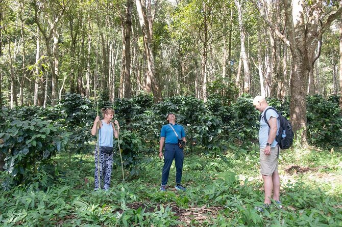 Off the Map Chiang Mai Jungle Coffee Trek Roast and Brew - What the $123.87 price includes
