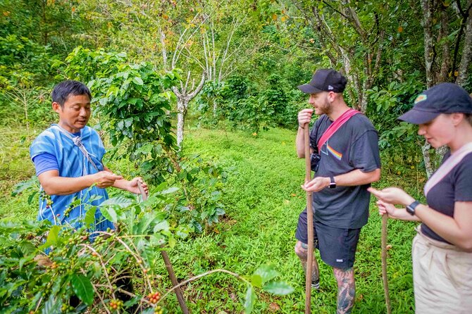Off the Map Chiang Mai Jungle Coffee Trek Roast and Brew - Who will enjoy this day most