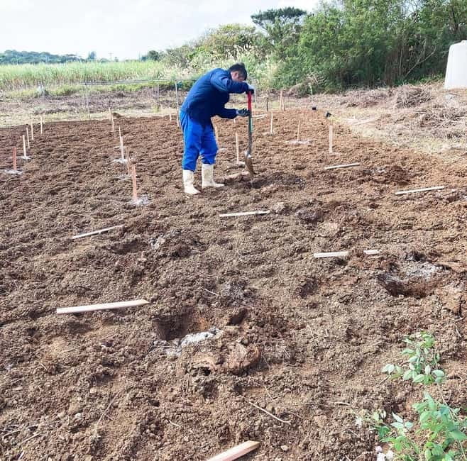 Okinawa: Traditional farming experience & cooking and a meal - Key things to know before you book