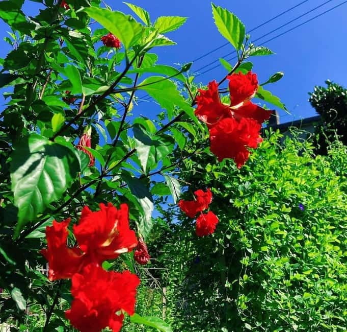 Okinawa: Traditional farming experience & cooking and a meal - Starting at Kadoya Seimensho