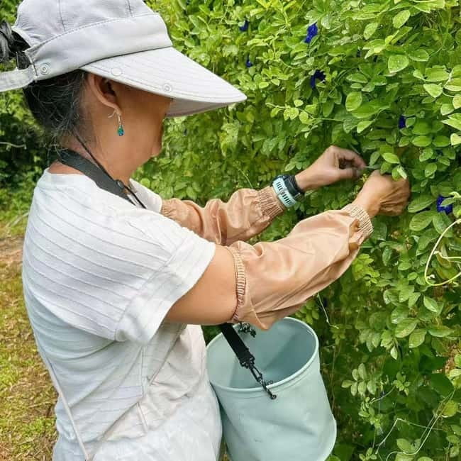 Okinawa: Traditional farming experience & cooking and a meal - Why the $61 price can make sense
