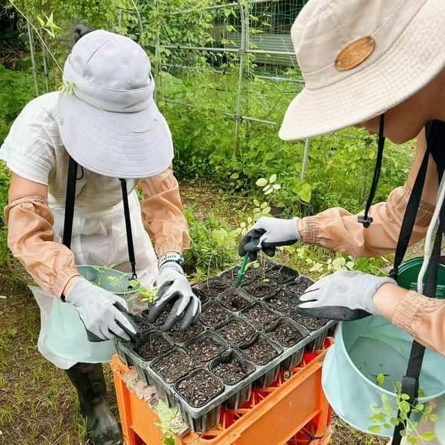 Okinawa: Traditional farming experience & cooking and a meal - Should you book the Sesoko Island food experience?