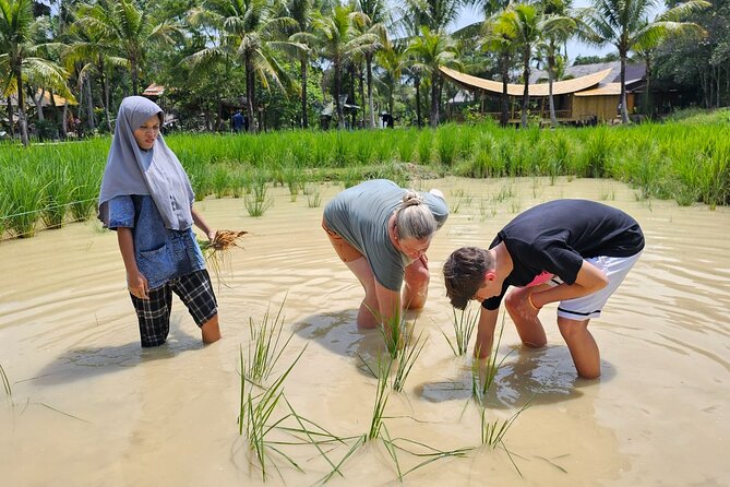 Old Phuket Farm Ticket - Countryside Local Life Culture - Rubber tapping, from tree to sheet