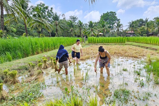Old Phuket Farm Ticket - Countryside Local Life Culture - Buffaloes and the work behind a rice harvest