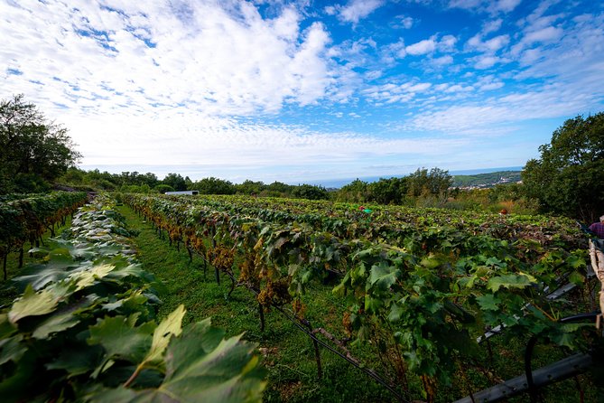 Olive farm & village - Leaving Dubrovnik for Malaštica Hill
