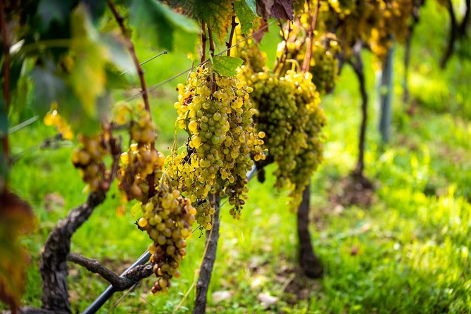Olive farm & village - Why Ivica’s family story matters