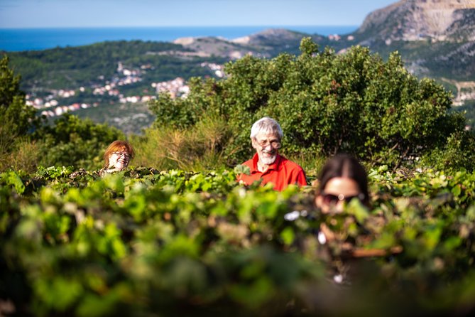Olive farm & village - The views and the quiet side of Dubrovnik