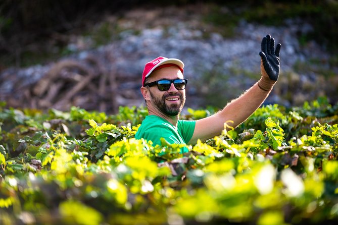 Olive farm & village - Is the $84.10 price good value?
