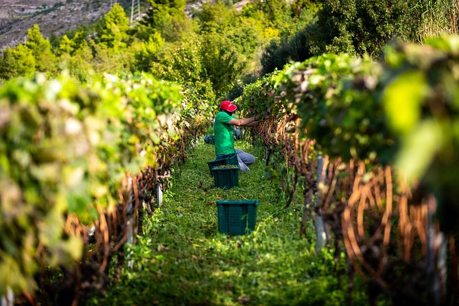 Olive farm & village - Who will enjoy this most?