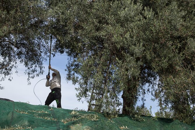 Olive harvest, visit to the oil mill and typical lunch - The Sicilian Lunch at the End
