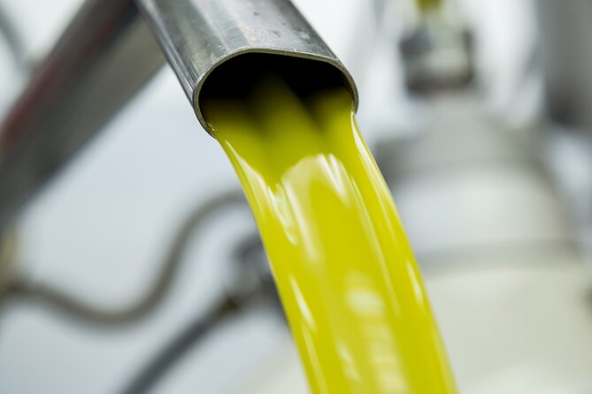 Olive harvest, visit to the oil mill and typical lunch - The Guides and the Personal Touch
