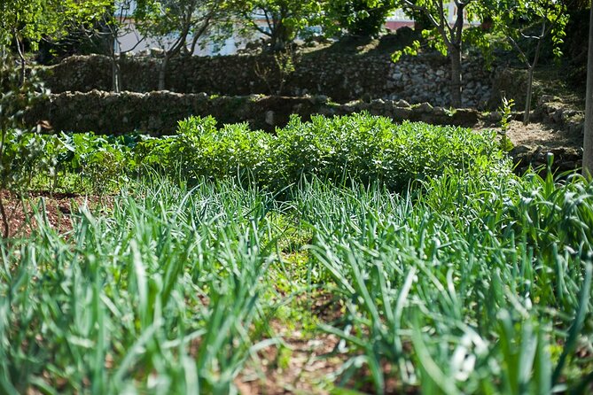Olive oil farm to fork experience & short walking tour of Kotor - What the five-hour schedule means
