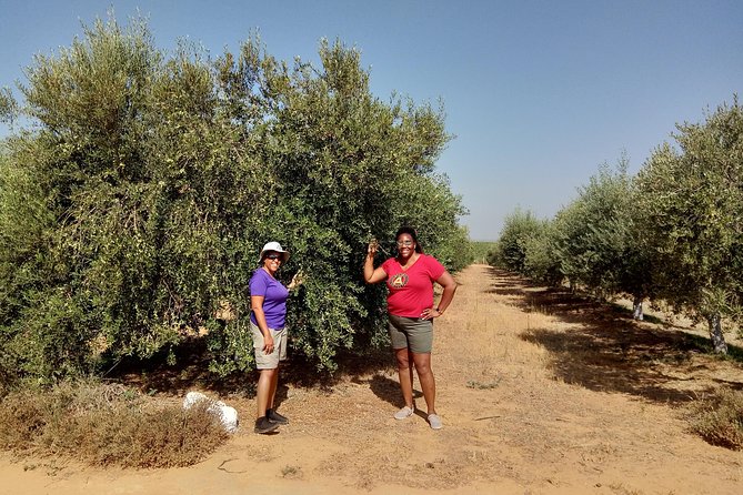 Olive Oil Farm Tour with Tasting from Seville - Quick takeaways from the olive oil farm visit