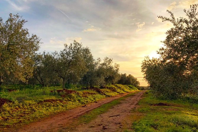 Olive Oil Farm Tour with Tasting from Seville - Buying bottles at the farm shop