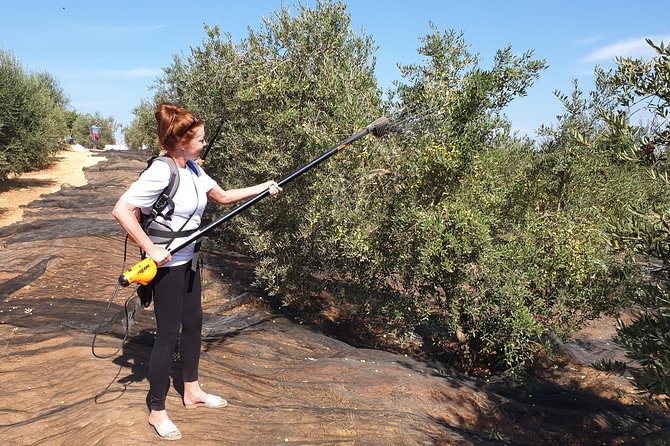 Olive Oil Farm Tour with Tasting from Seville - Price, timing, and value