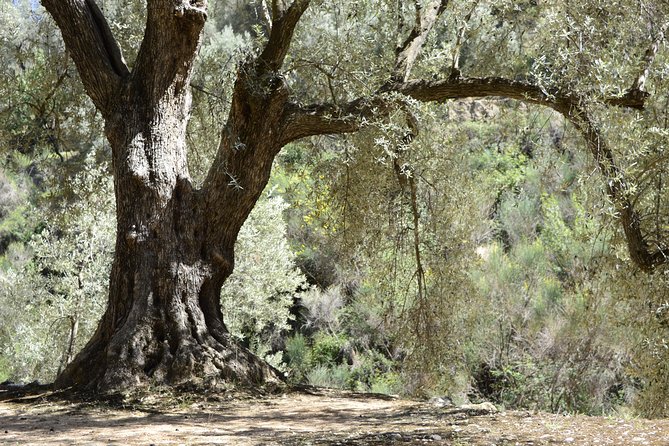 Olive Oil Farm Tour with Tasting from Seville - Leaving Seville by minivan