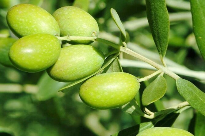 Olive Oil Tasting Farm Experience, Corinth Canal, Nafplio - The Corinth Canal: one hour above a dramatic cut