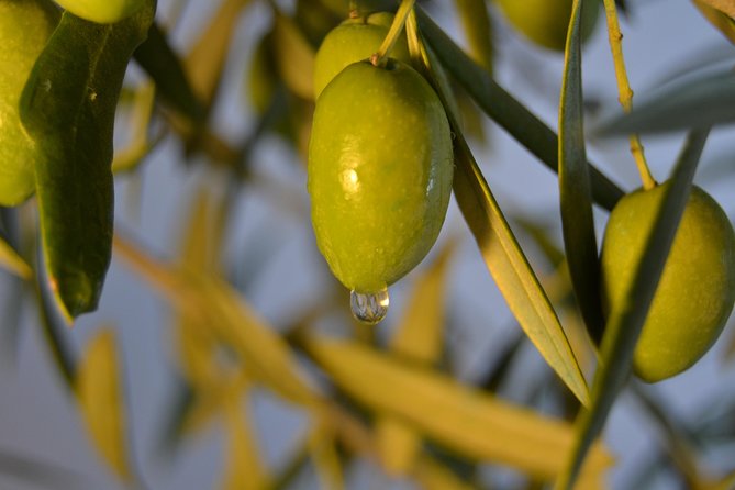 Olympia Shore Ex: Olympic site, Honey Farm & Olive Oil Tasting - Padelina Shopping Center and the olive tasting
