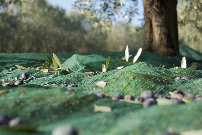 Olympia Shore Ex: Olympic site, Honey Farm & Olive Oil Tasting - Timing, comfort, and group size