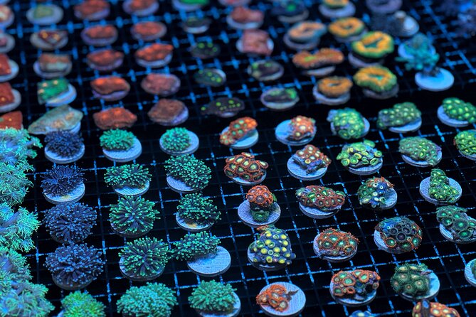 One Hour Coral Farm Tour, Discover Australia's Marine Life - A close look at coral without getting in the water