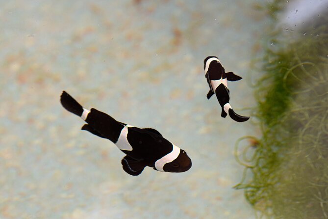 One Hour Coral Farm Tour, Discover Australia's Marine Life - Price, timing, and practical value