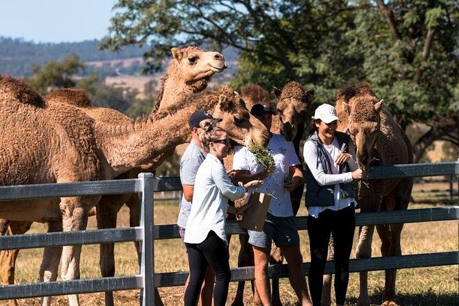 One Hump Camel Farm and Wine Tour - Key details before you book