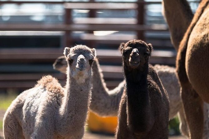 One Hump Camel Farm and Wine Tour - Why the camel farm makes this tour different