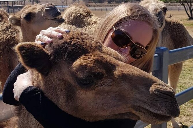 One Hump Camel Farm and Wine Tour - A short, hearty stop at Royal Hotel Harrisville