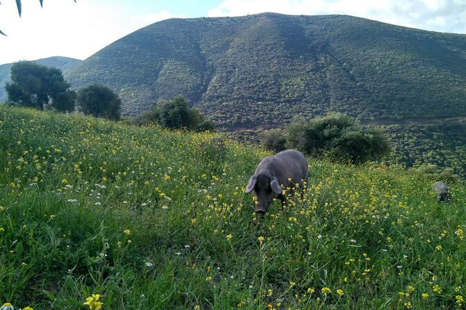 Organic Iberian Ham, farm visit and premium tasting! - Why this farm visit feels different from a normal food tasting