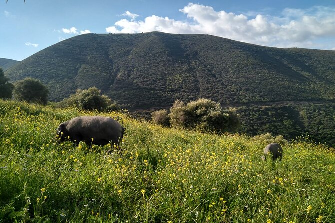 Organic Iberian Ham, farm visit and premium tasting! - Seeing more of the property by 4x4