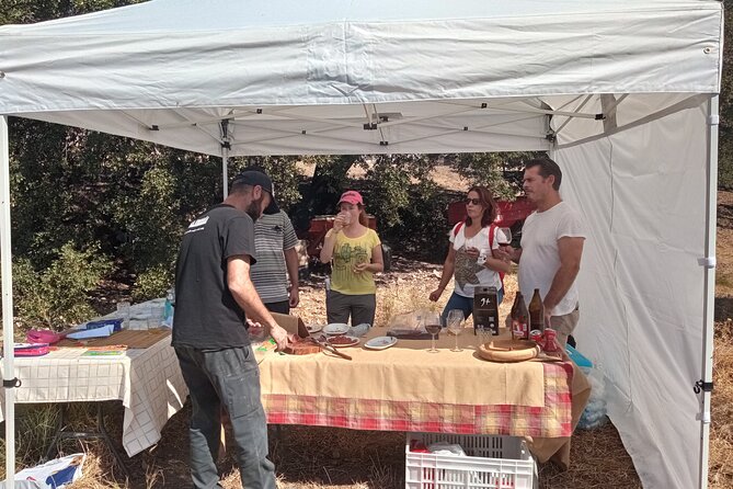 Organic Iberian Ham, farm visit and premium tasting! - Understanding organic Iberian pig farming