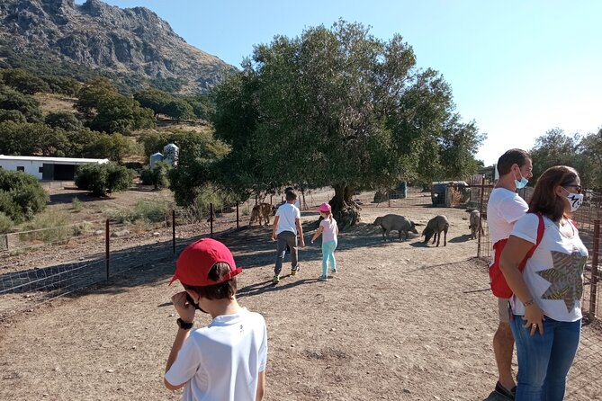 Organic Iberian Ham, farm visit and premium tasting! - Walking through the organic pasture