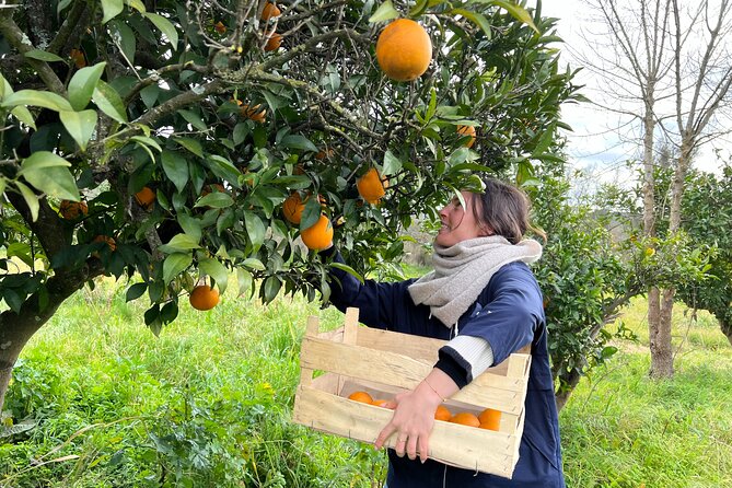 Organic Orange Picking & Jam Making with Farm-to-Table Lunch - Key points at a glance