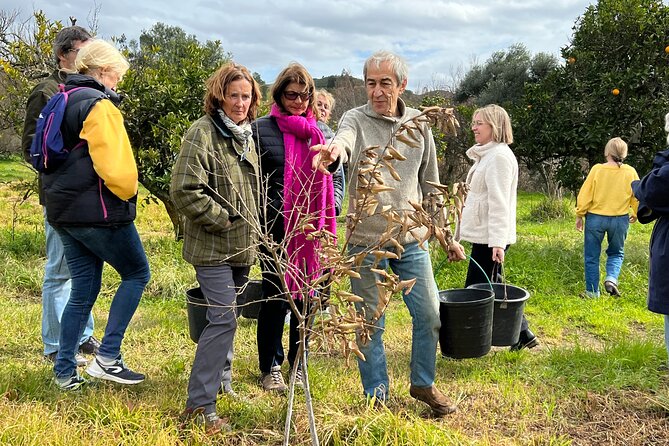 Organic Orange Picking & Jam Making with Farm-to-Table Lunch - João and Maria’s old Algarvian home