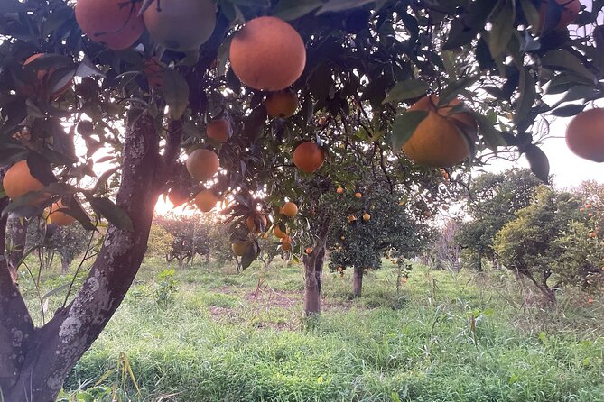 Organic Orange Picking & Jam Making with Farm-to-Table Lunch - Weather, cancellation, and timing