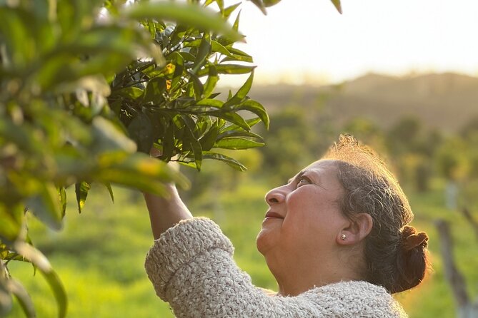 Organic Orange Picking & Jam Making with Farm-to-Table Lunch - Picking oranges in Odelouca