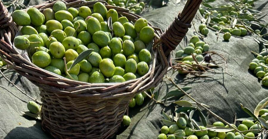 Oristano: visit a farm with oil tasting - Key points at a glance