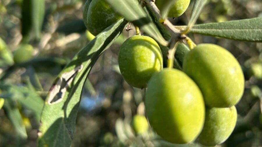 Oristano: visit a farm with oil tasting - From olive harvest to oil in the bottle