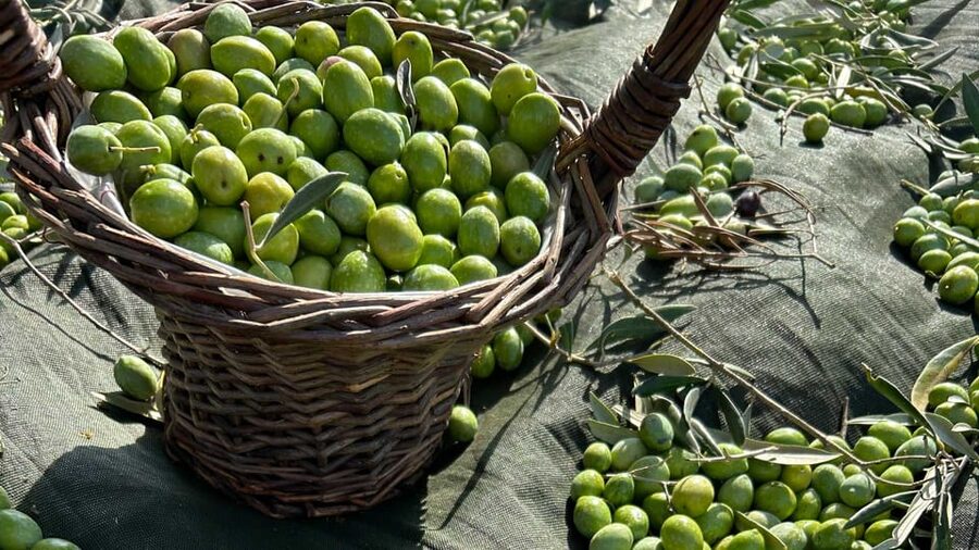 Oristano: visit a farm with oil tasting - What the five-generation family story adds