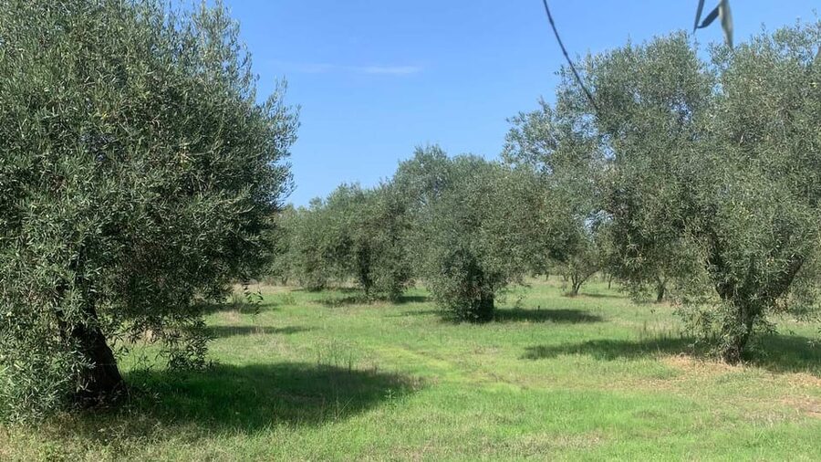 Oristano: visit a farm with oil tasting - Language, food needs, and practical planning