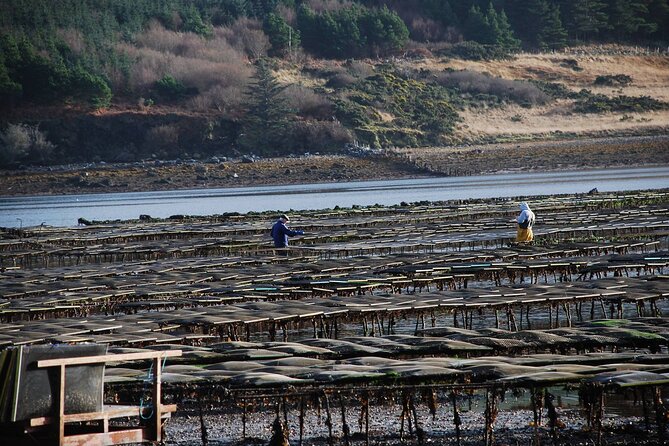 Oyster Farm and Tasting Experience - Dawros Beg and the Connemara setting