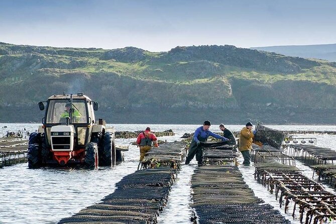 Oyster Farm and Tasting Experience - The tasting: start slowly with the first oyster
