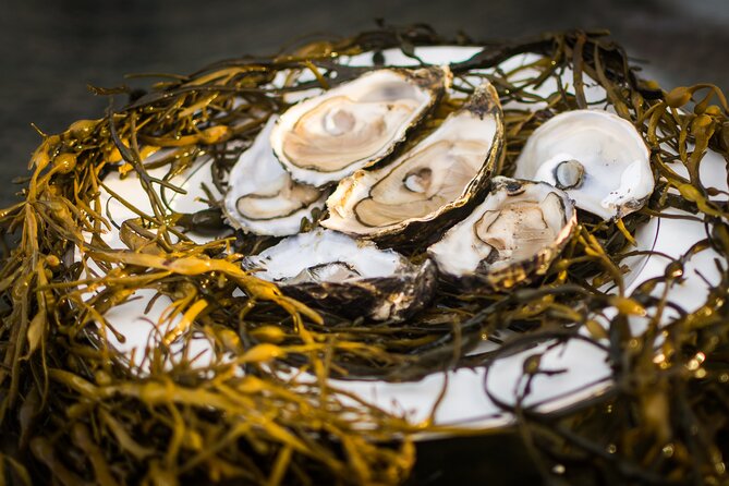 Oyster Farm and Tasting Experience - A good choice for families aged six and up