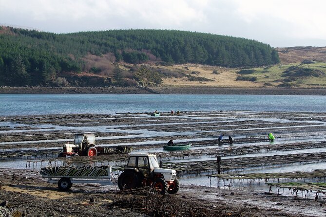 Oyster Farm and Tasting Experience - How it fits with Kylemore Abbey and Connemara