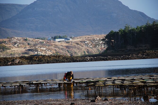 Oyster Farm and Tasting Experience - What the guides add to the visit