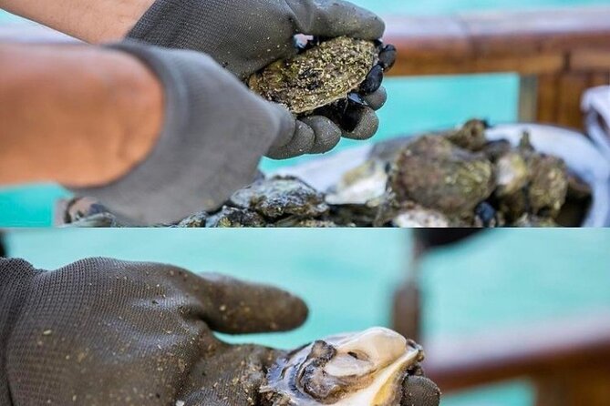 Oyster farm experience / Private day trip from Dubrovnik - Who will get the most from this outing