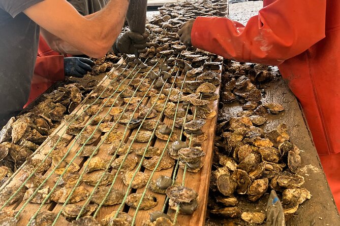 Oyster Farm, Ston and Winery Tour - Key points at a glance
